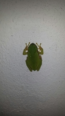 Hyla walkeri