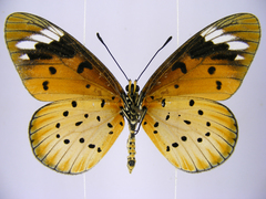 Acraea encedana