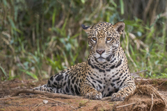 Jaguar photo 4