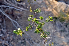 Hippocrepis emerus emeroides