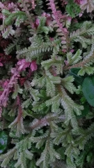 Selaginella repanda