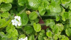 Trigonotis formosana elevatovenosa