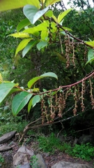 Stachyurus himalaicus