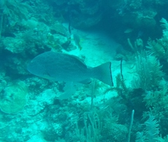 Mycteroperca venenosa