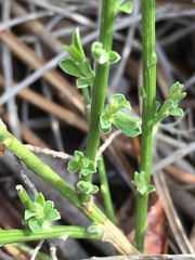 Genista desoleana