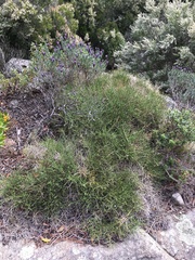 Genista desoleana