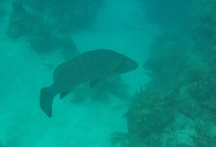 Lutjanus cyanopterus