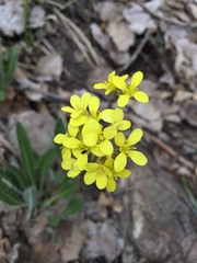 Erysimum perenne