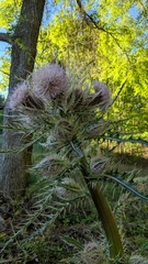 Cirsium horridulum megacanthum