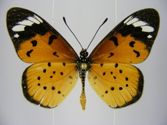 Acraea encedana