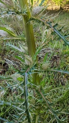 Cirsium horridulum megacanthum