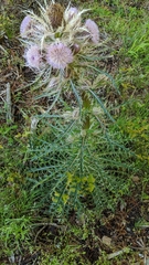 Cirsium horridulum megacanthum