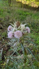 Cirsium horridulum megacanthum