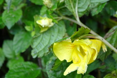 Impatiens tayemonii
