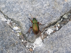 Carabus auratus