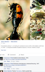 Phytoecia coerulescens cretensis