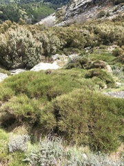 Genista desoleana