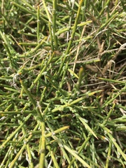 Genista desoleana