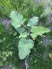 Arctium minus