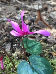 Cyclamen repandum