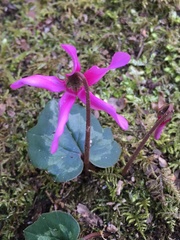 Cyclamen repandum