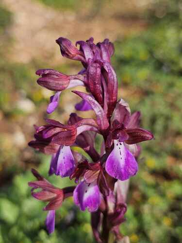 Anacamptis cyrenaica (E.A.Durand & Barratte) H.Kretzschmar, Eccarius & H.Dietr.
