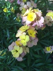 Erysimum concinnum