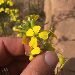 Erysimum asperum