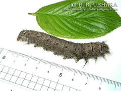 Gastropacha orientalis