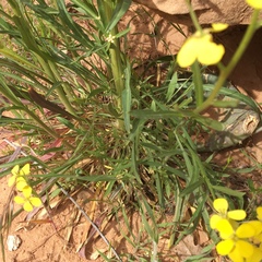 Erysimum asperum