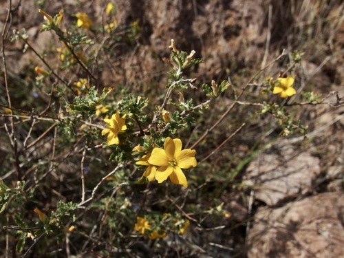 Image of Turnera diffusa by (c) Sue Carnahan, some rights reserved (CC BY)