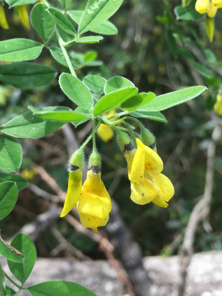Citiso villoso