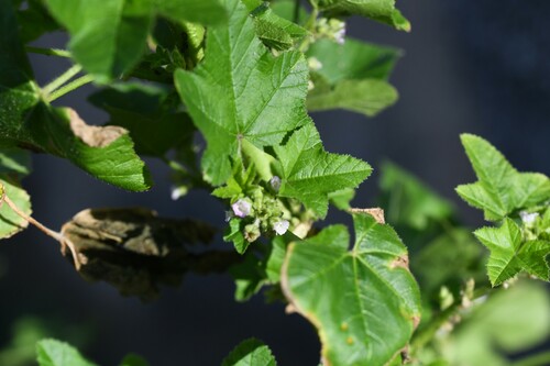 Cluster mallow (Malva verticillata)