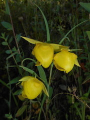 Calochortus pulchellus
