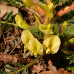 Astragalus utriger