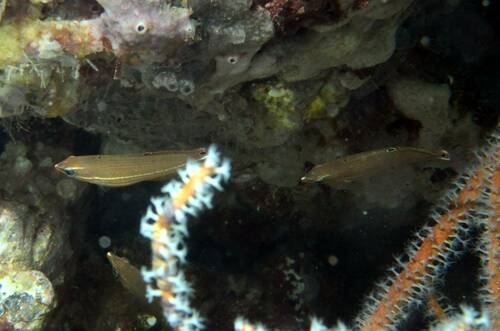 Halichoeres kallochroma observed 2024-01-26
