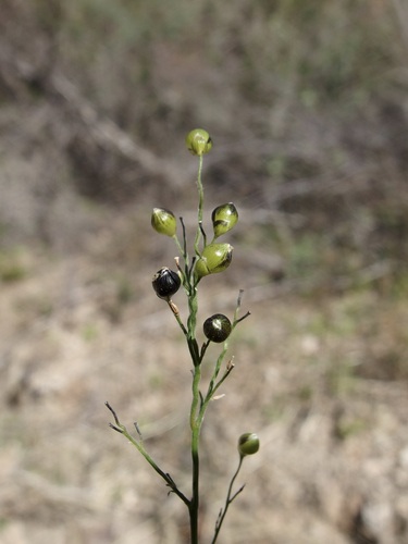 Image of Lasiacis ruscifolia by (c) Sue Carnahan, some rights reserved (CC BY)