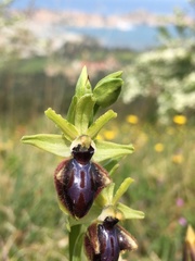 Ophrys sphegodes atrata