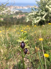 Ophrys sphegodes atrata