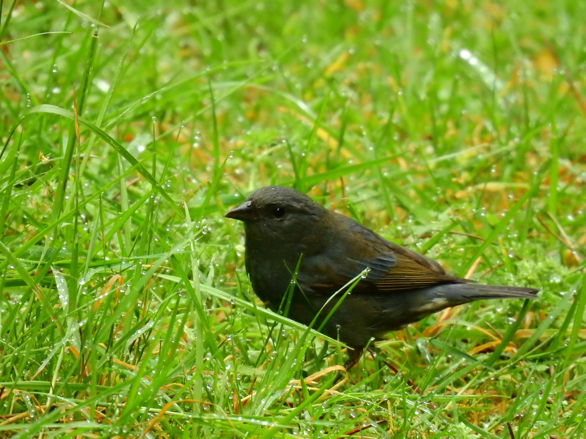 Slaty Finch (Haplospiza rustica), photo 3