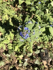 Pentaglottis sempervirens