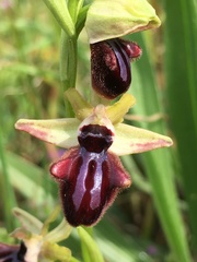 Ophrys sphegodes atrata