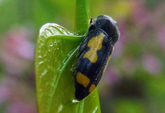 Ptosima gibbicollis