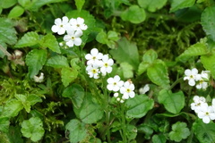 Trigonotis formosana elevatovenosa