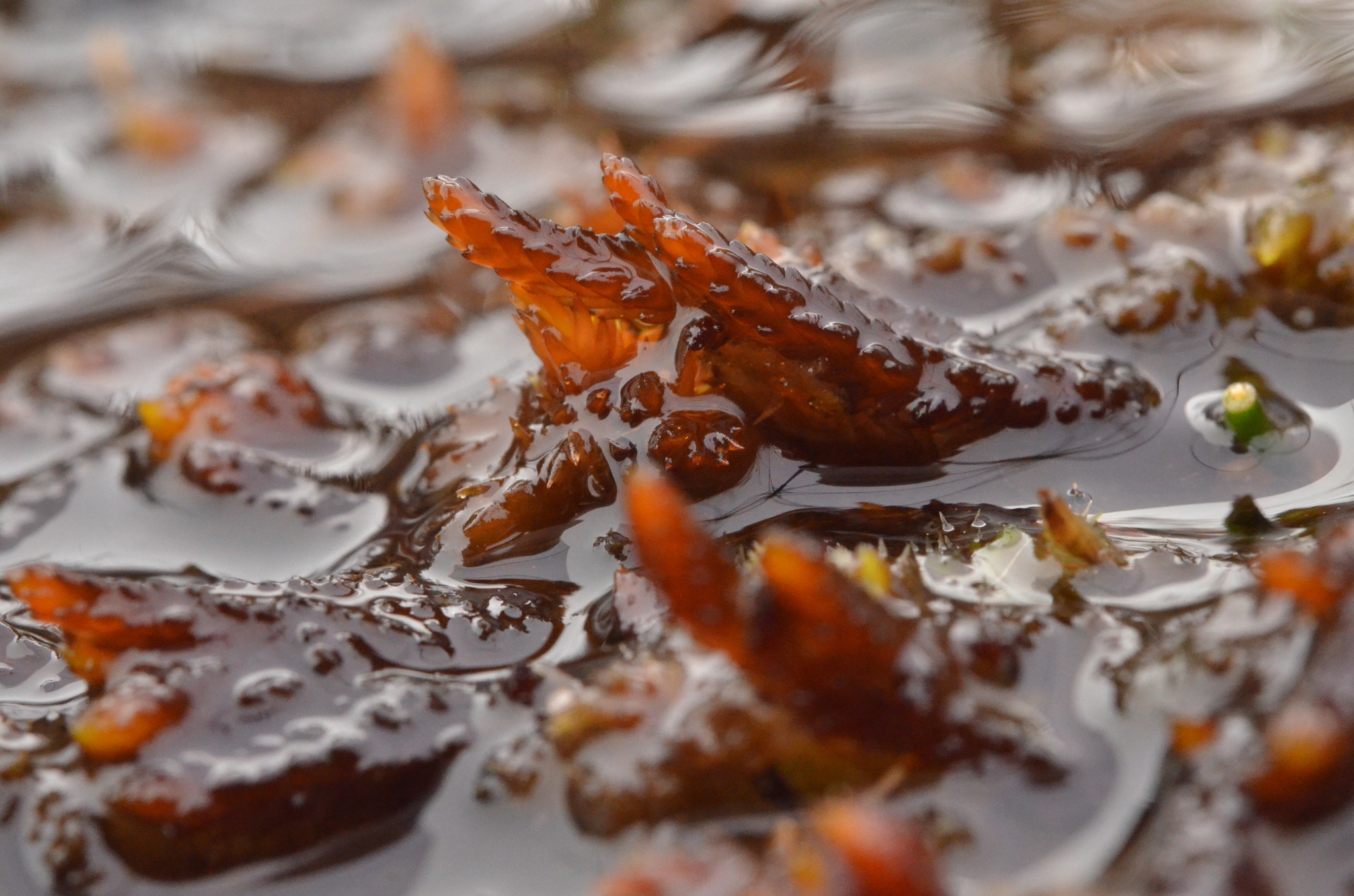 Sphagnum pylaesii