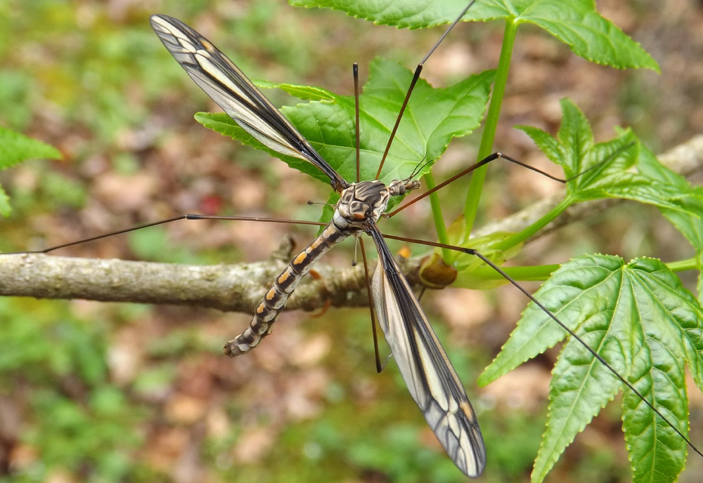 Tipula noveboracensis