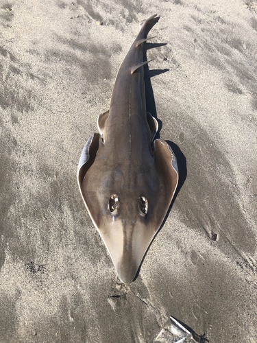 Speckled guitarfish (Pseudobatos glaucostigmus) — Rhinobatidae — 5