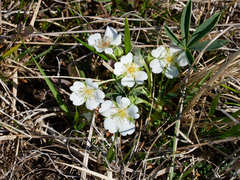 Potentilla alba