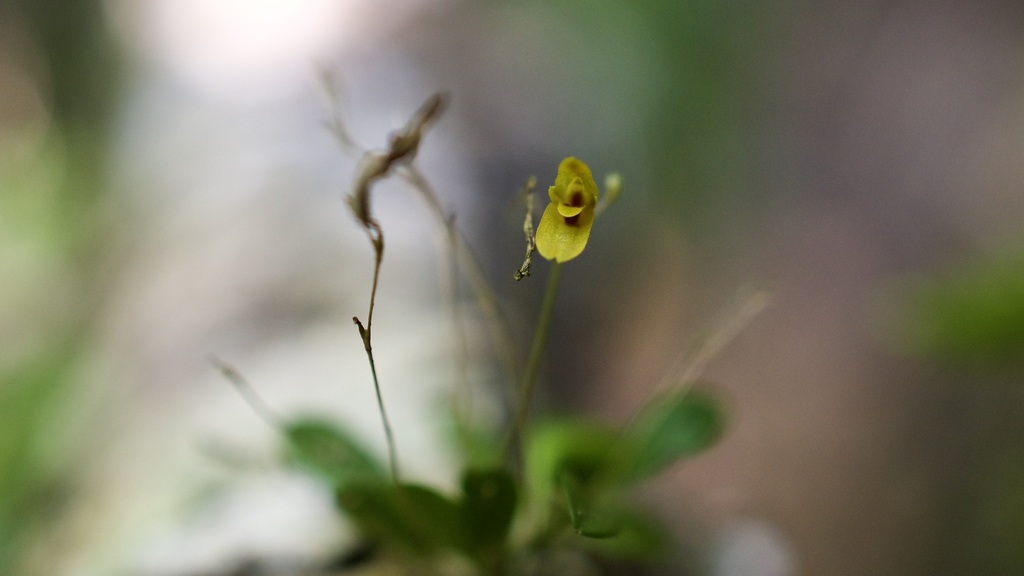 Specklinia grisebachiana