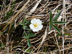 Potentilla alba
